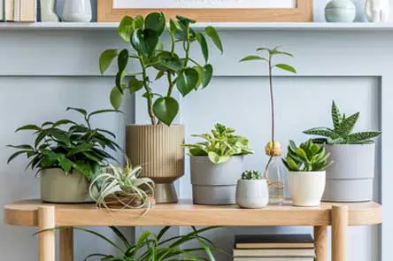On a wooden end table sits a variety of potted plants. All of the plants are green and healthy.